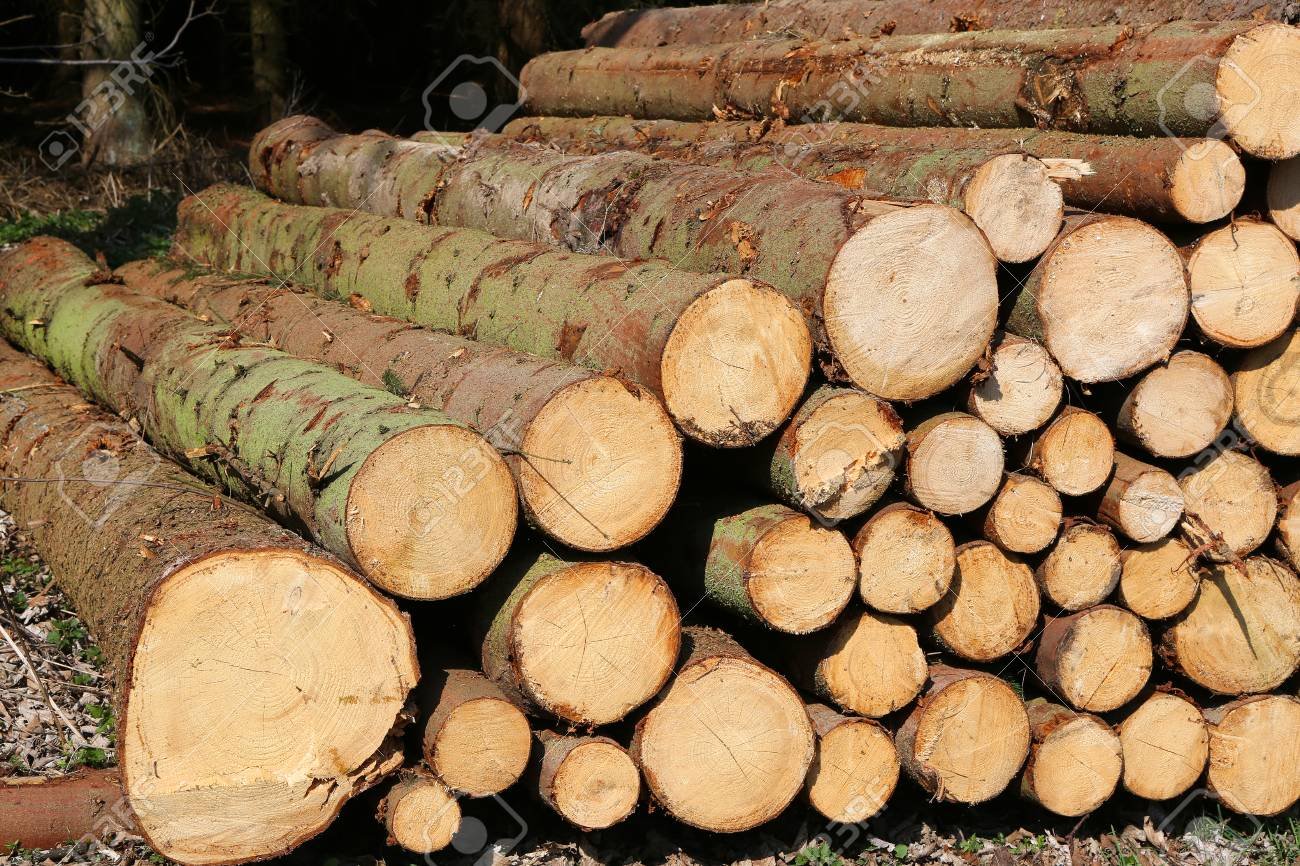 Wood Logs